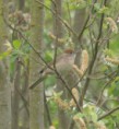 /album/my-local-birding-gallery/blackcap-female-ossett-jpg/